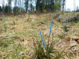 Plnenie výcvikových úloh žpr PS - revitalizácia lesa 2013 (Sklené) 
